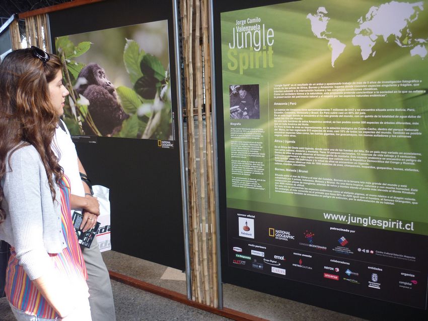 Forest Spirit: Telephone Call of bush